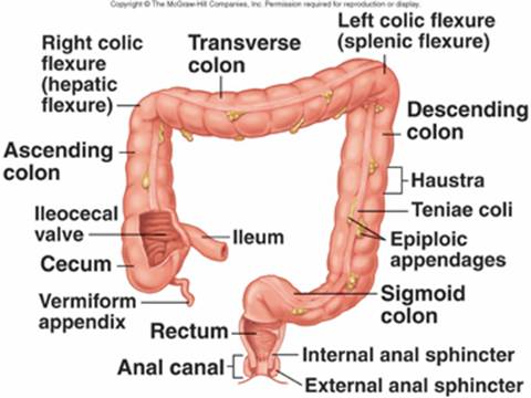 the icv stops candida imbalance