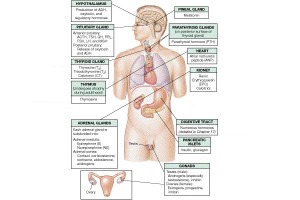 menopause and hormonal system