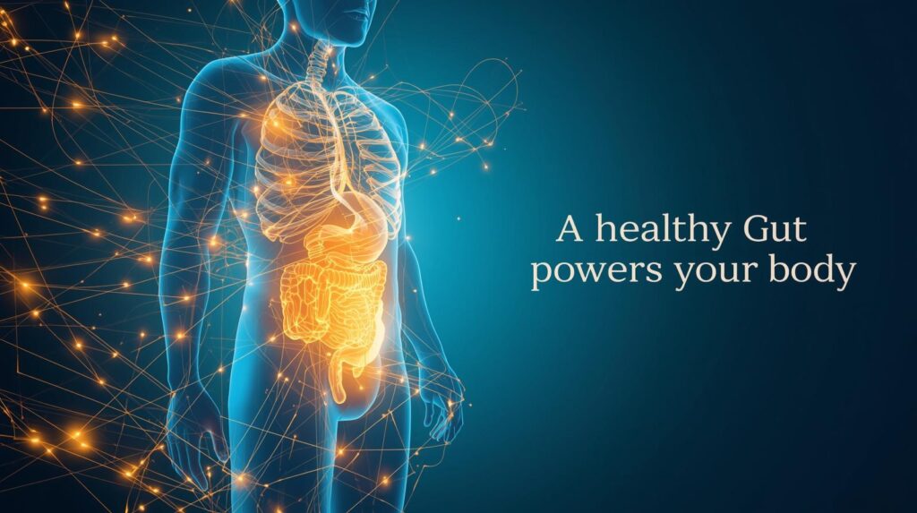 How gut health affects energy levels